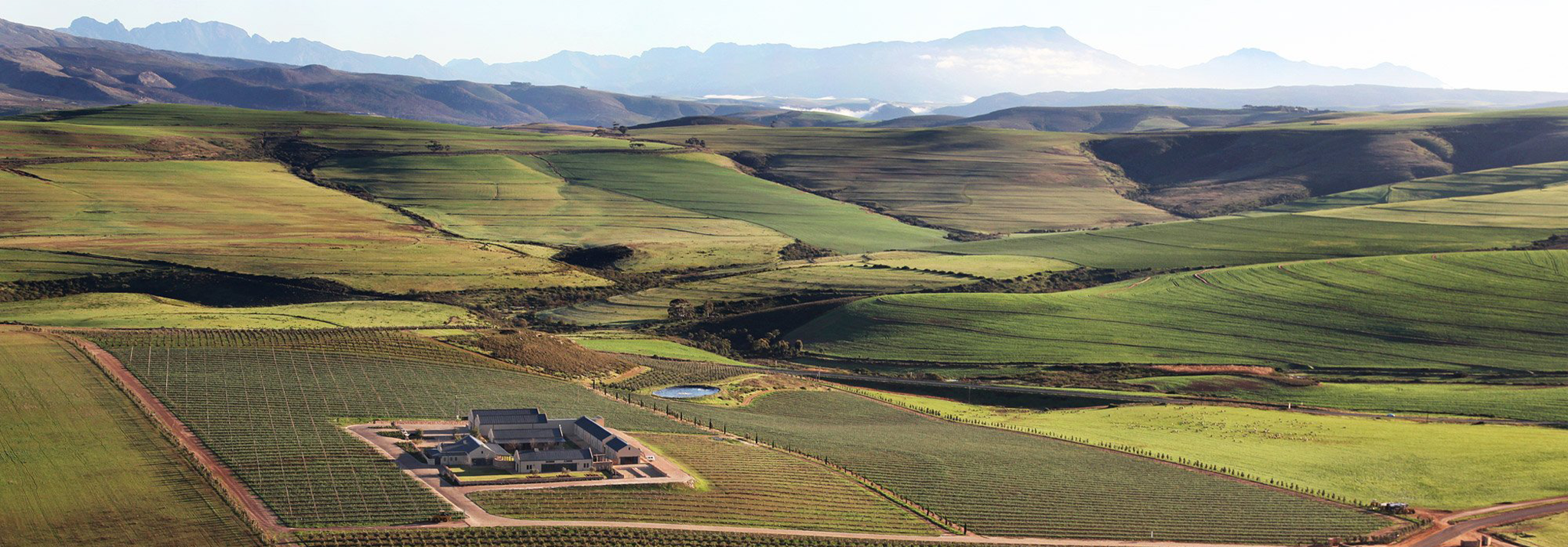 Gabrielskloof-vineyard-south-africa-winery-wines-botriver-peter-allyson