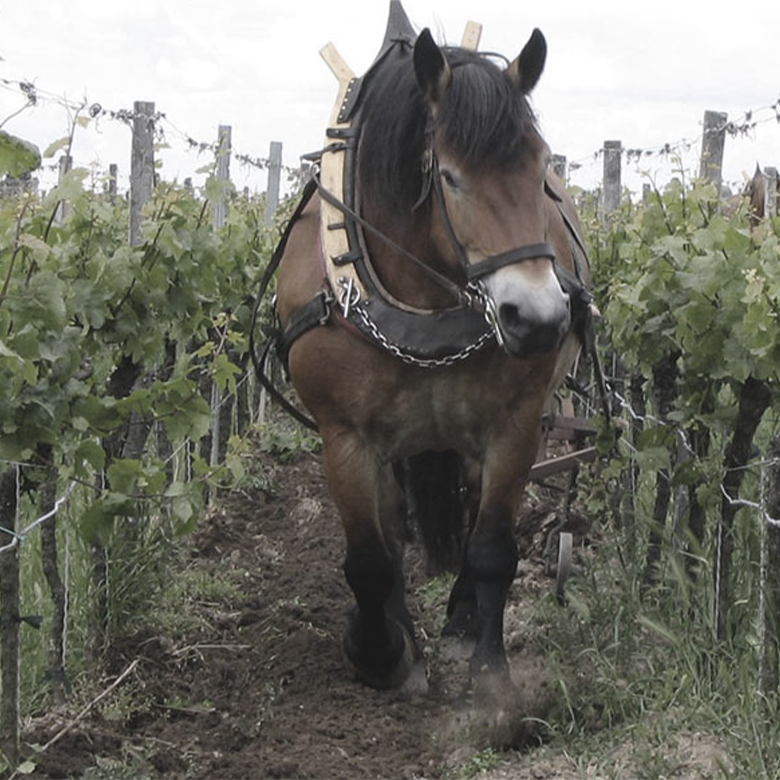 Vineyard-Horse-Buerklin-wolf-biodyvin-demeter-palatinat-germany-riesling