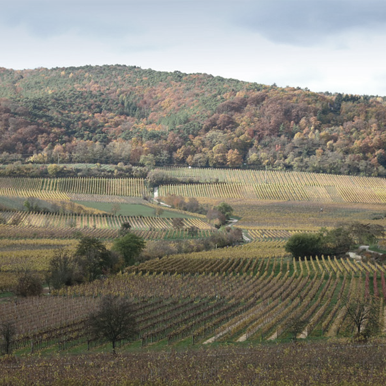 Vineyard-Wachenheim-Buerklin-wolf-biodyvin-demeter-palatinat-germany-riesling