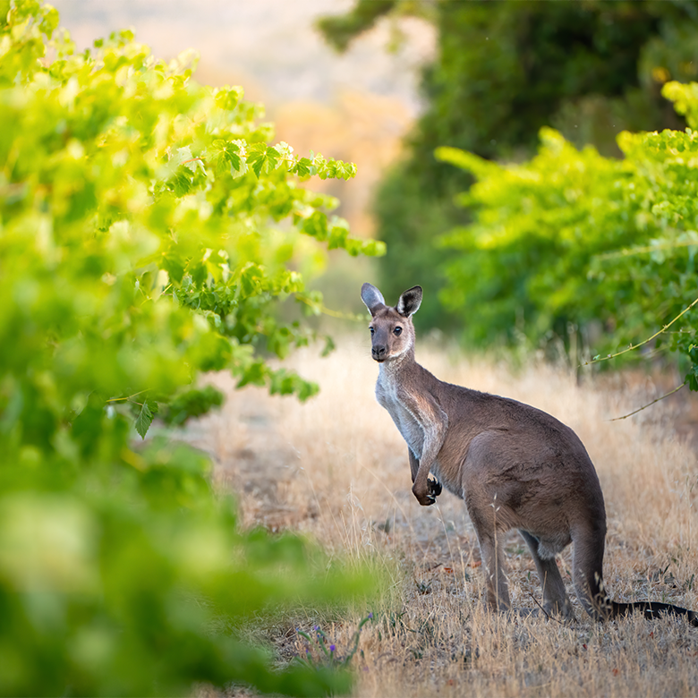 australie