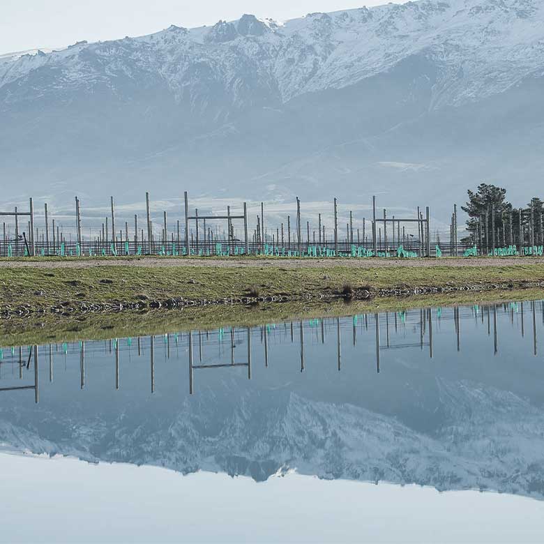 bendigo-vineyard-mohua-wines-central-otago-new-zealand-pinot-noir-sauvignon-blanc