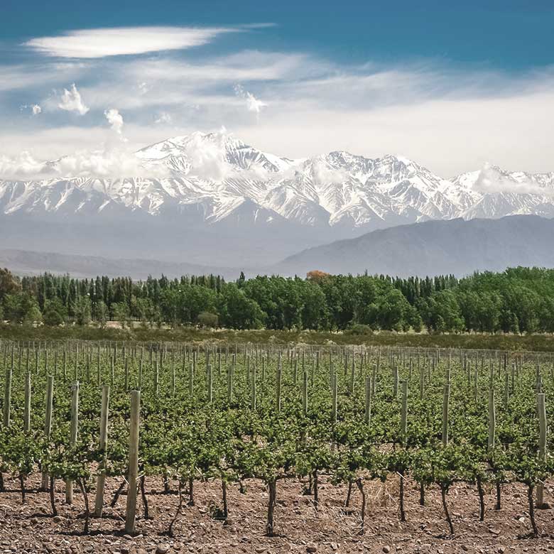 bodega-renacer-mendoza-lujan-cuyo-argentine-vignoble-paysage