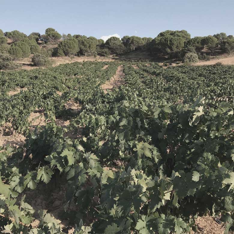 campo-arriba-old-vines-yecla-bodegas-trenza-nymphina-monastrell-spanish-wine
