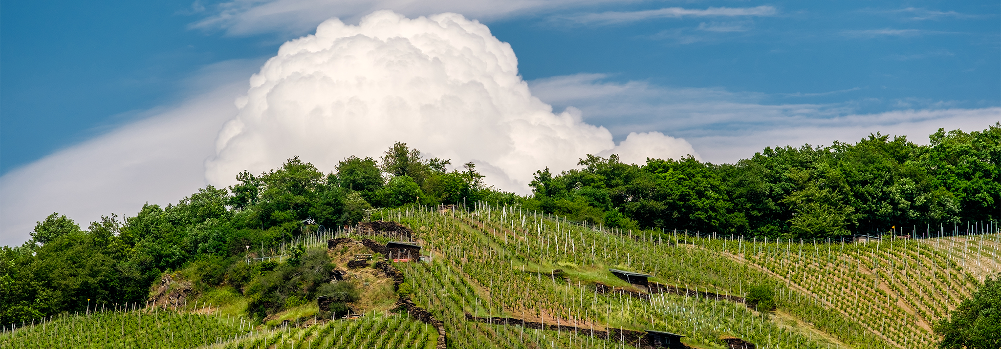 emrich-schonleber-nahe-riesling