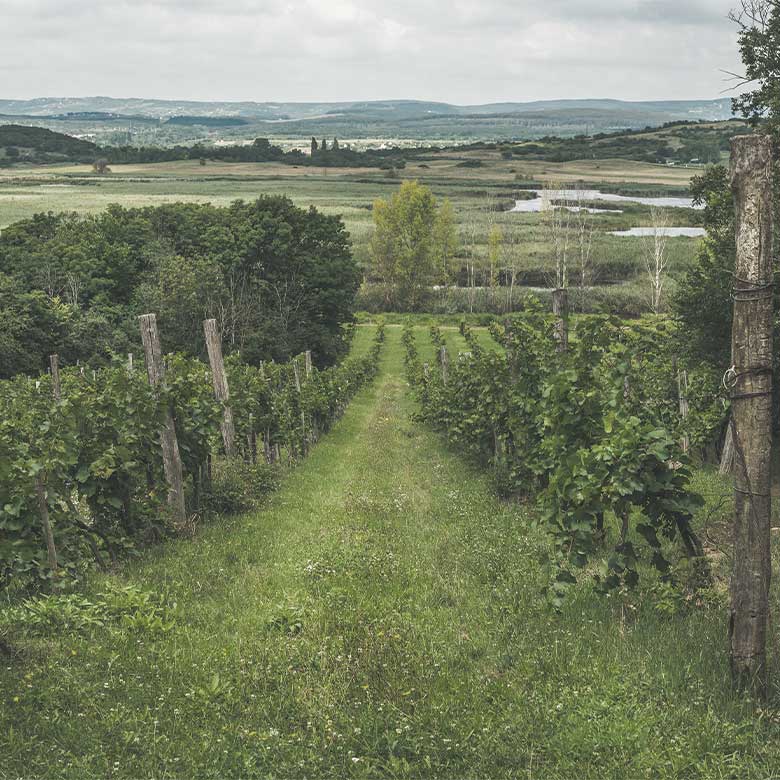 furmint-vines-tokaji-grand-hungary-wines