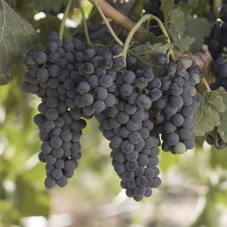 garnacha-grappe-la-calandria-navarra-pura-garnacha-organic-wine-natural-wine