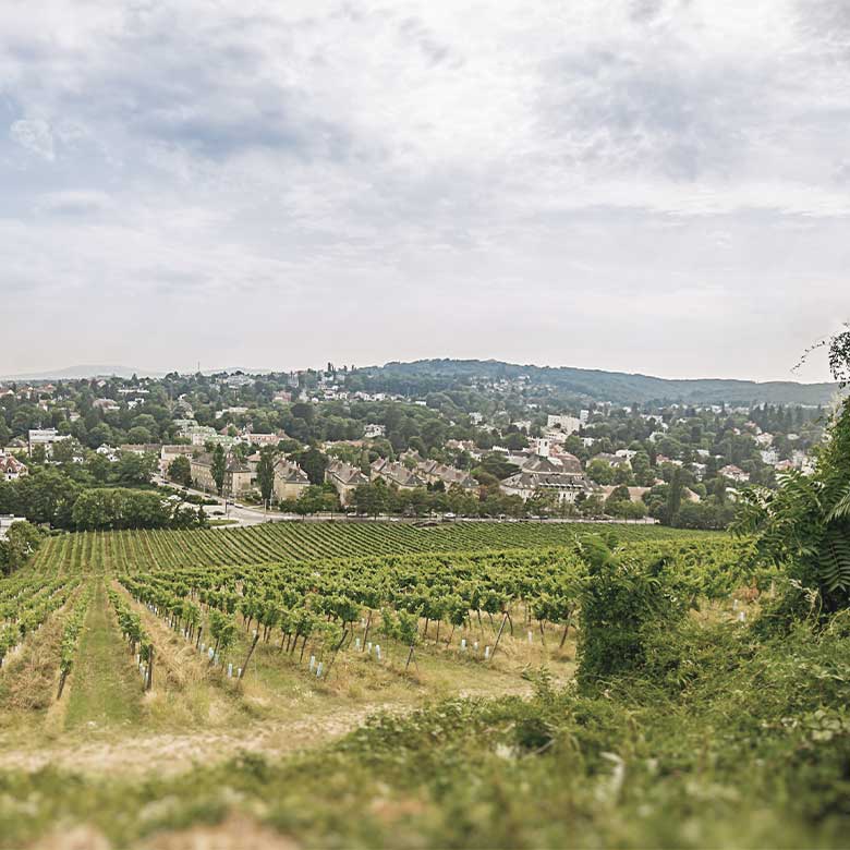 gruner-veltliner-austria-langenlois-kamptal-karl-steininger