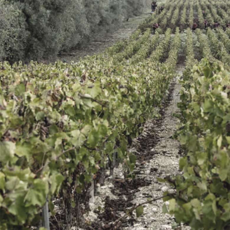 gulfi-cantina–vines-nero-d-avola-wine-sicily-sicilia-italia