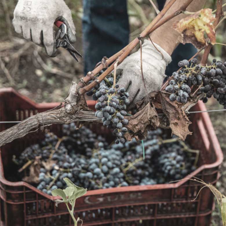 harvest-manual-vines-sicilia-wine-gulfi-italia