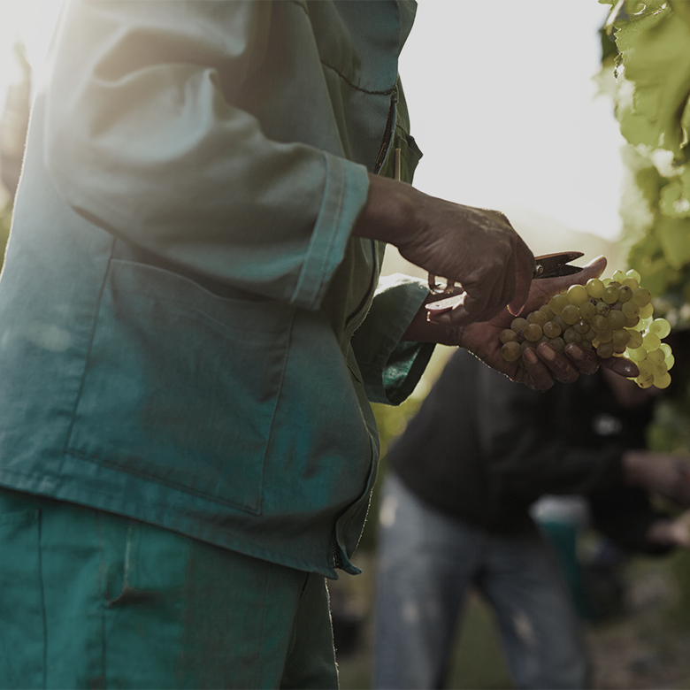 harvest-manual-vines-toscana-wine