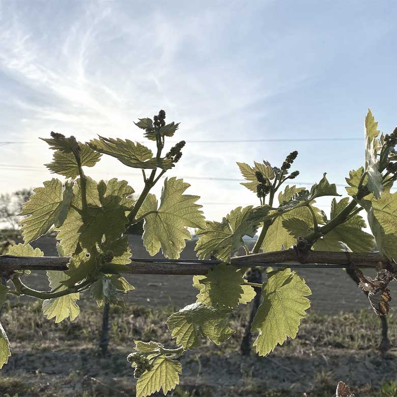 la-calandria-navarra-pura-garnacha-organic-wine-natural-wine