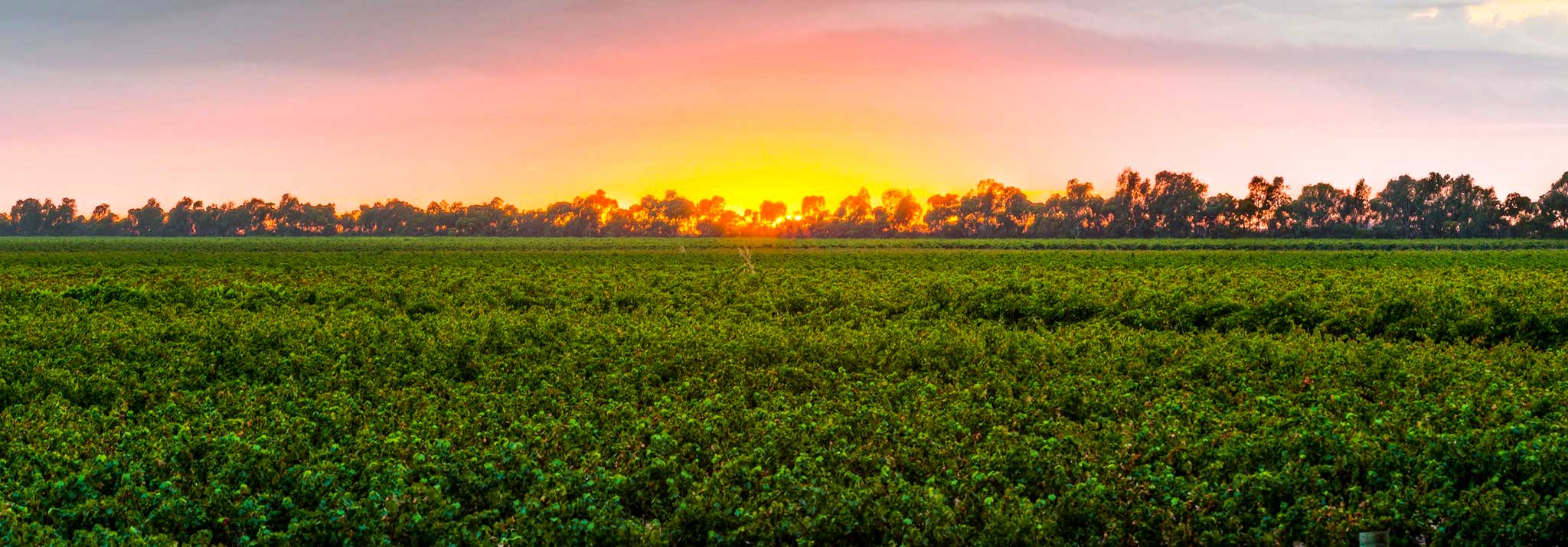 langhorne-creek-cabernet-shiraz-vines-heartland-wines-australia