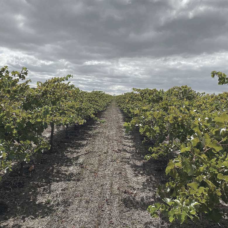 langhorne-creek-cabernet-vines-heartland-wines