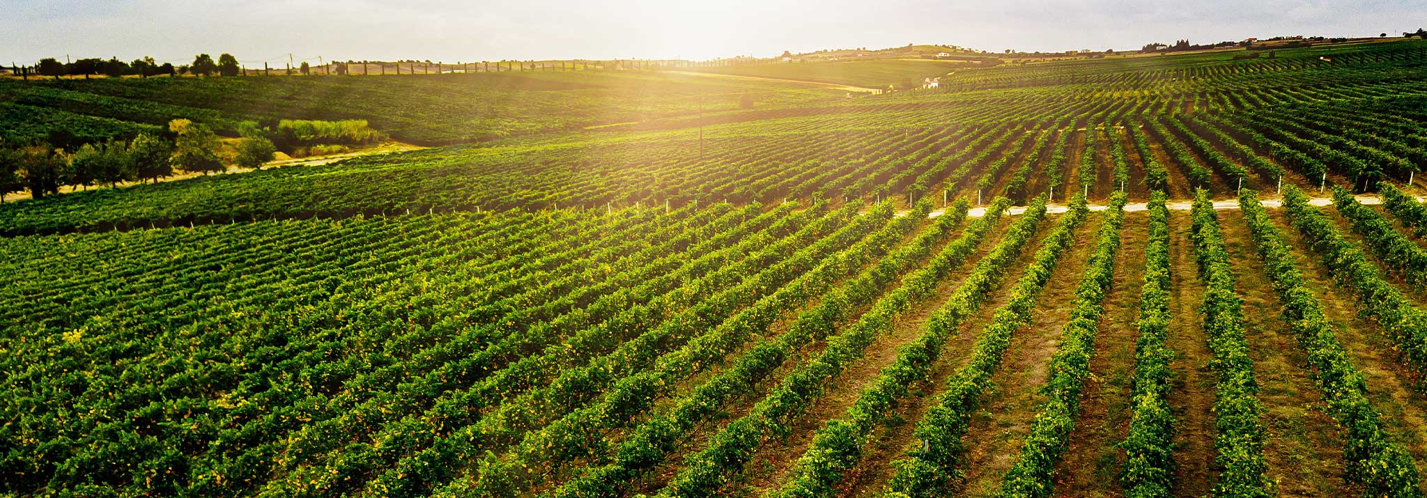 lantides-nemea-peloponese-agiogitiko-xinomavro-assyrtiko-malagousia-greece