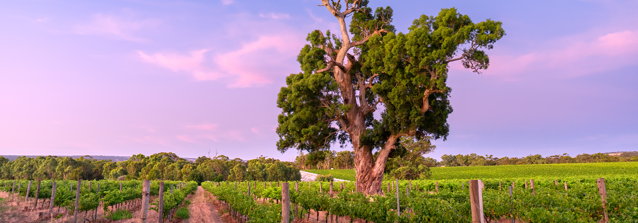 mc-laren-vale-vineyard-d-arenberg