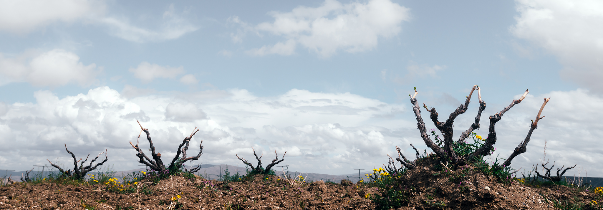 old-vine-garnacha-spain-el-escoces-volante-norrel-robertson