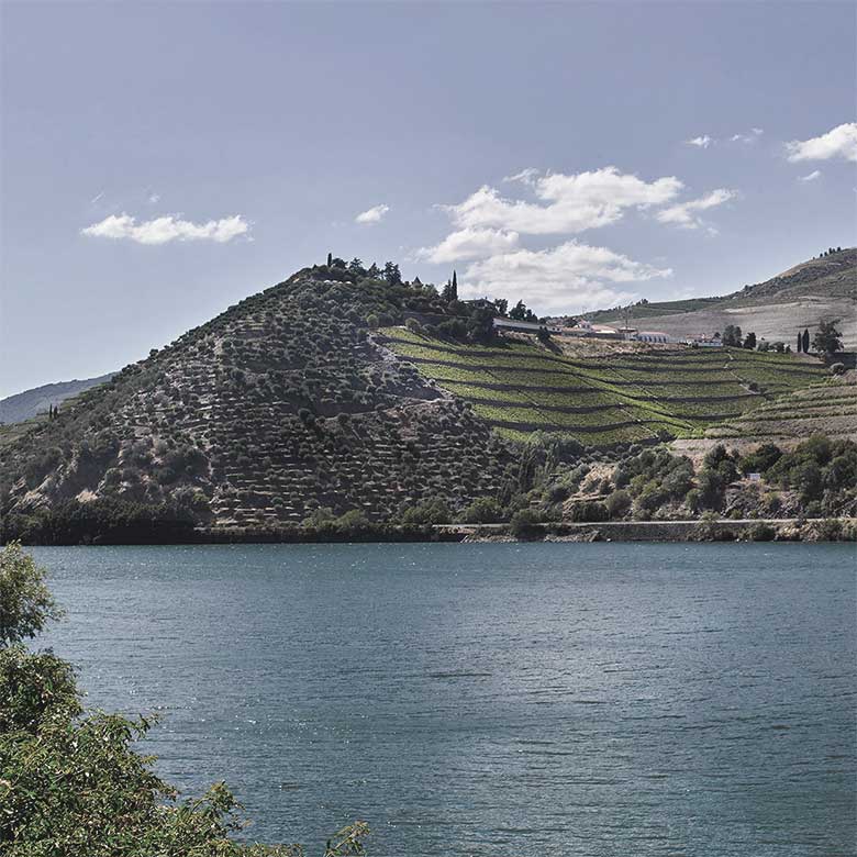 old-vines-quinta-do-crasto-douro-wines-portugal