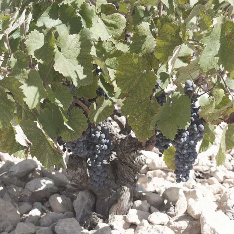 old-vines-yecla-bodegas-trenza-nymphina-monastrell-spanish-wine