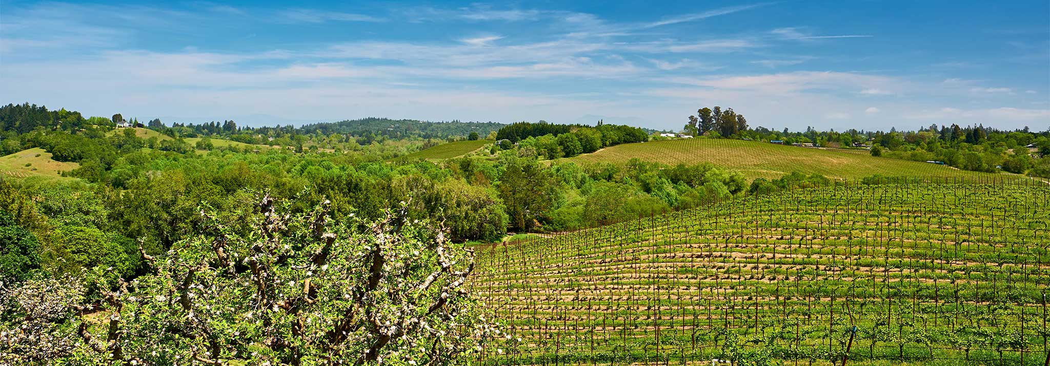 organic-matthiasson-napa-valley-ava-wine-usa-new-californian-winemaker
