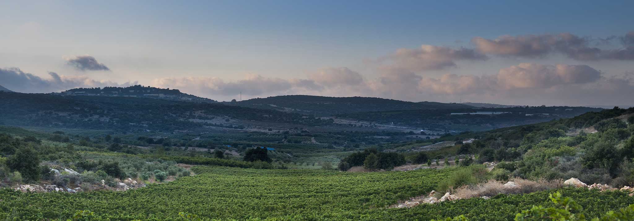 pelter-wines-upper-galilee-vineyard-israel-red-cabernet