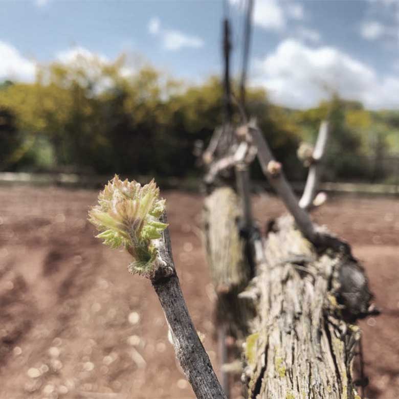 pelter-wines-upper-galilee-vineyard-israel-red-ramot-naftali-