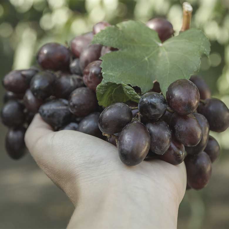 tempranillo-anecoop-bodega-la-vina-valencia-alqueria-spain