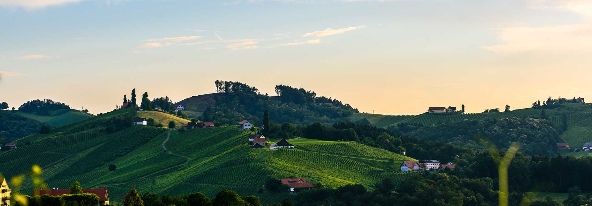 thomas-leithner-zweigelt-kamptal-austria-organic-wines