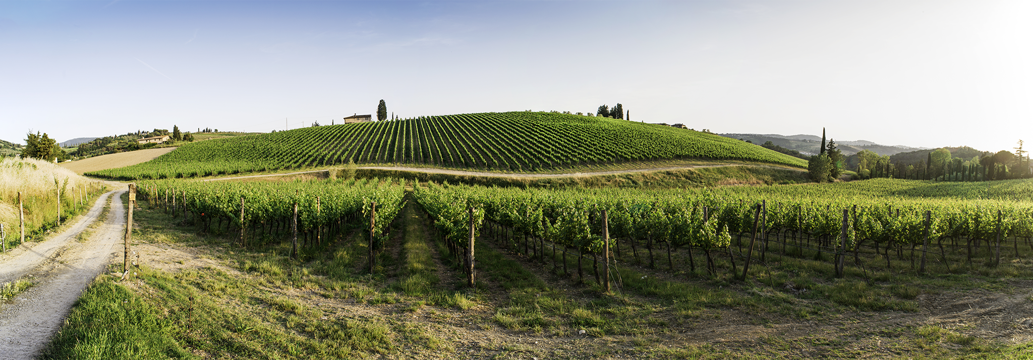 toscane-daviddi-aldimaro-wine