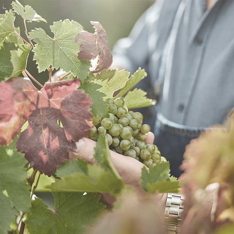 trebbiano-pasini-san-giovanni-lac-di-garda-valtenesi-lugana-organic-wines-italy