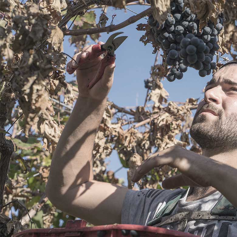 venea-azienda-agricola-venetie-abruzzes-vendanges-vendangeur-récoltes-raisins-grappes