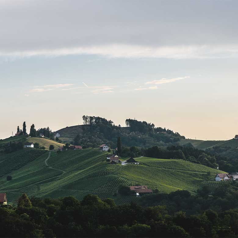 vineyard-austria-langenlois-kamptal-karl-steininger