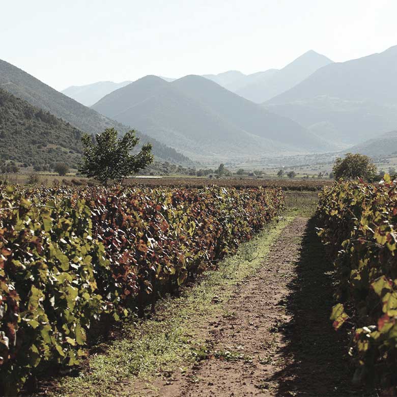 vineyard-lantides-nemea-peloponese-agiogitiko-xinomavro-assyrtiko-malagousia-greece