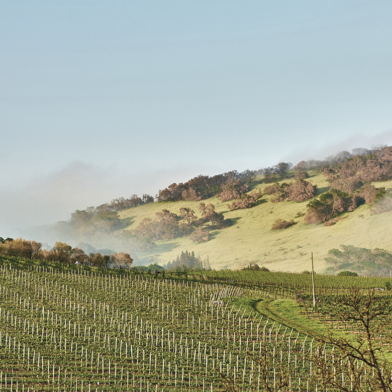 vineyard-lodi-valley-usa-delicato-brazin-old-vines-zinfandel