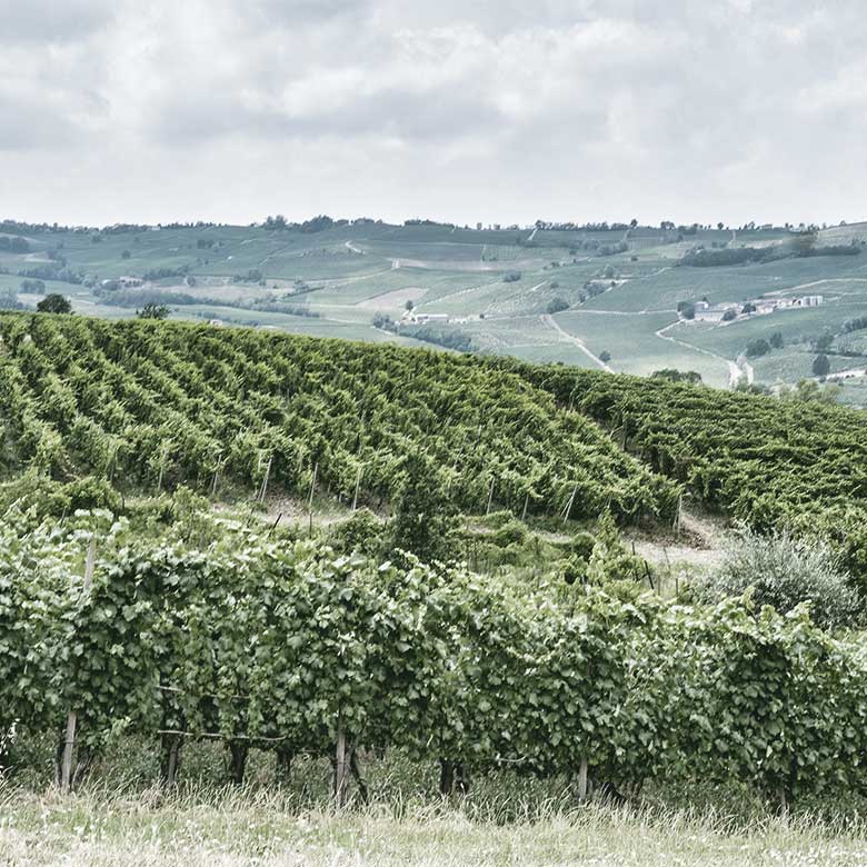 vineyard-medici-ermete-pettirosso-lambrusco-dolce-emilia-romagna-italia