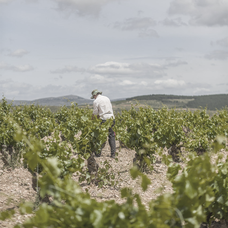 vineyard-old-garnacha-calatayud-norrel-robertson-el-escoces-volante