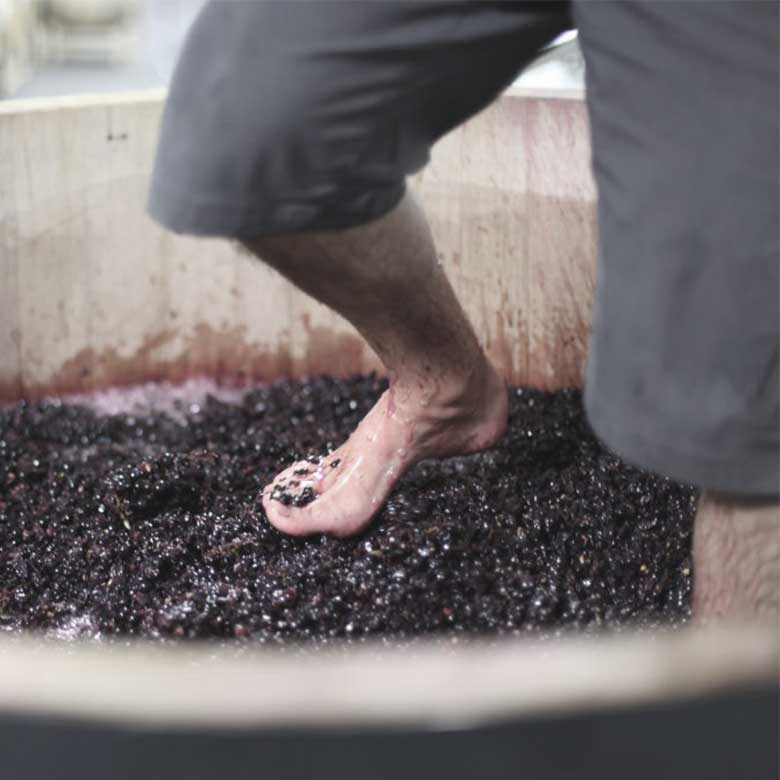 winemaking-process-by-jaime-kutch-sonoma-coast-usa