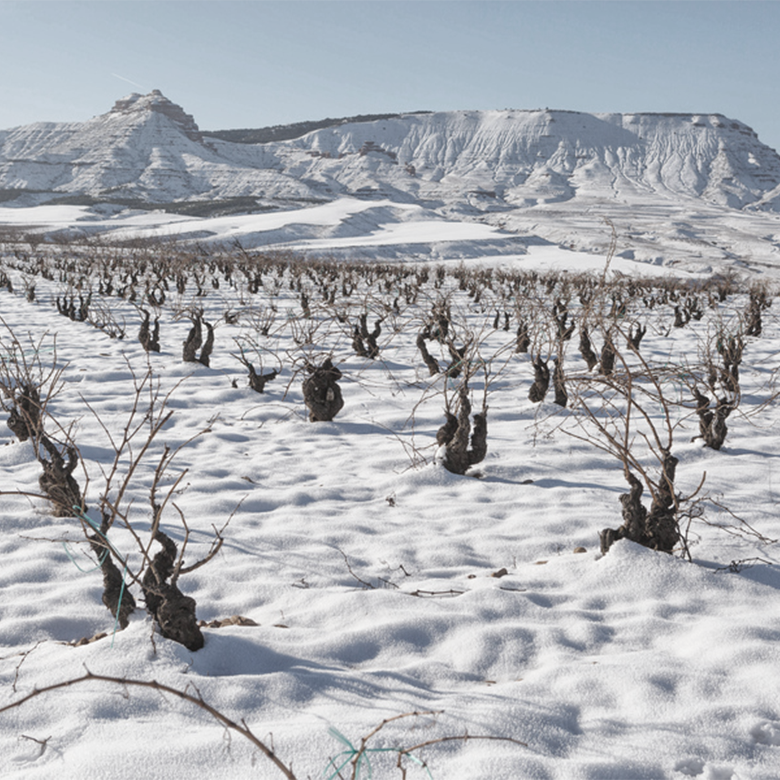 winter-2021-vineyard-old-garnacha-snow-el-escoces-volante-calatayud-spain