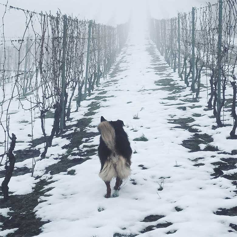 winter-vignale-monferrato-italy-barbera-grignolino-snow