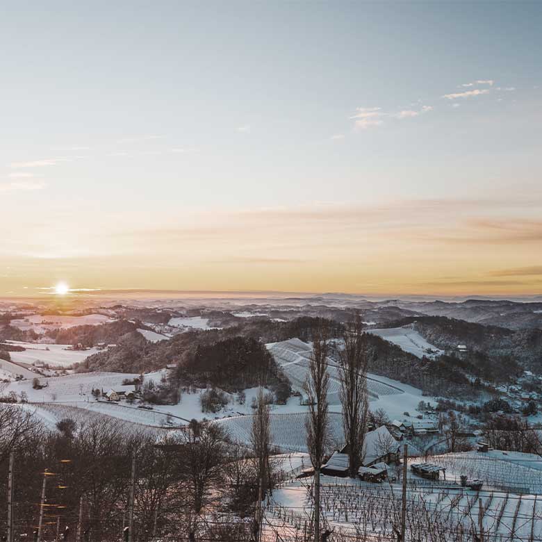 winter-vineyard-austria-langenlois-kamptal-karl-steininger