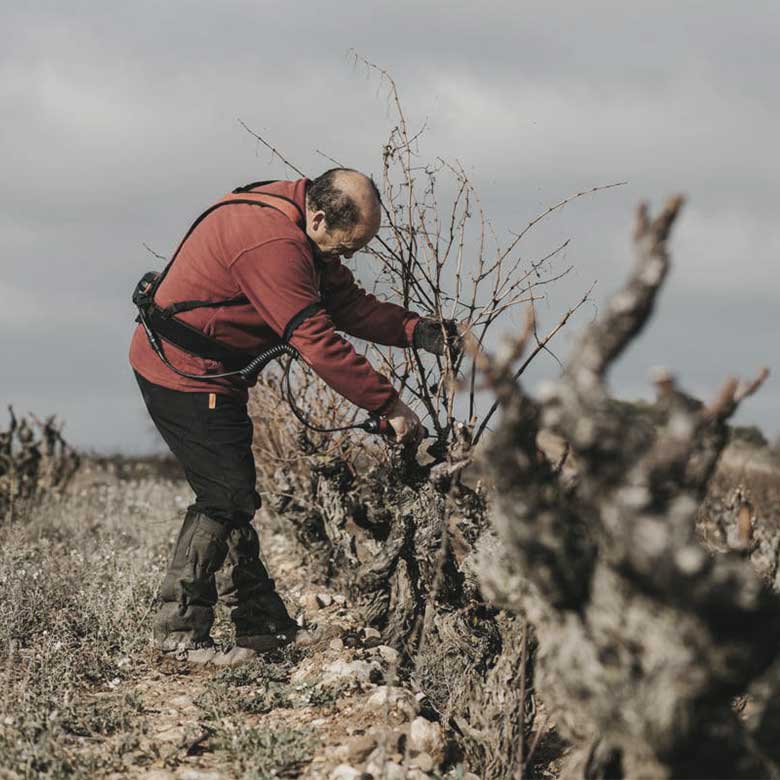 working-in-vines-rioja-alta-red-wines-spain-sustainable-winery