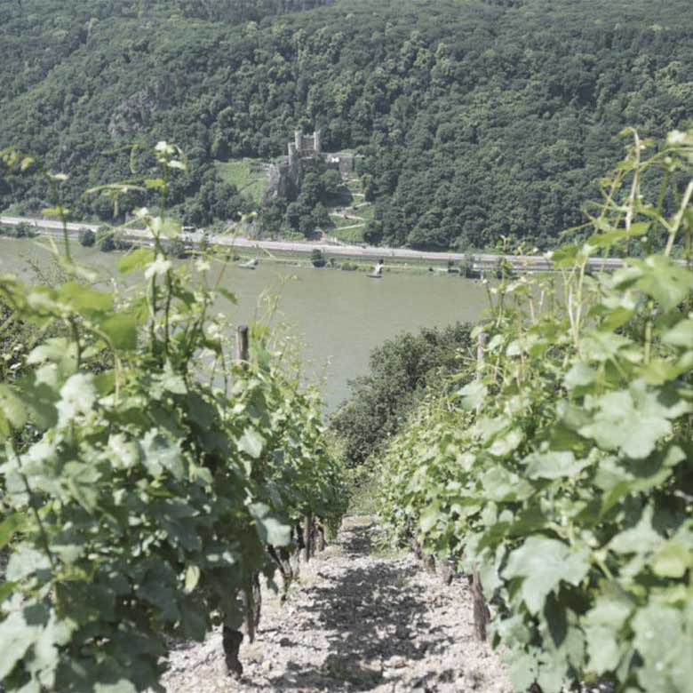 vineyard-august-kesseler-pinot-noir-riesling-rheingau-wines-germany