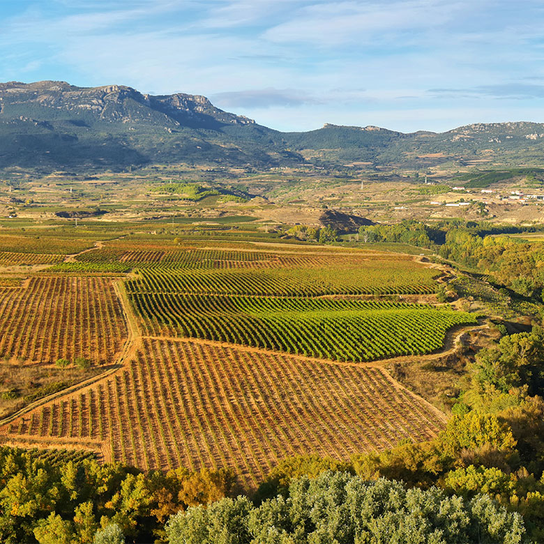 badiola-tempranillo-viura-rioja-laderas-peninsula-vinicultores-spain