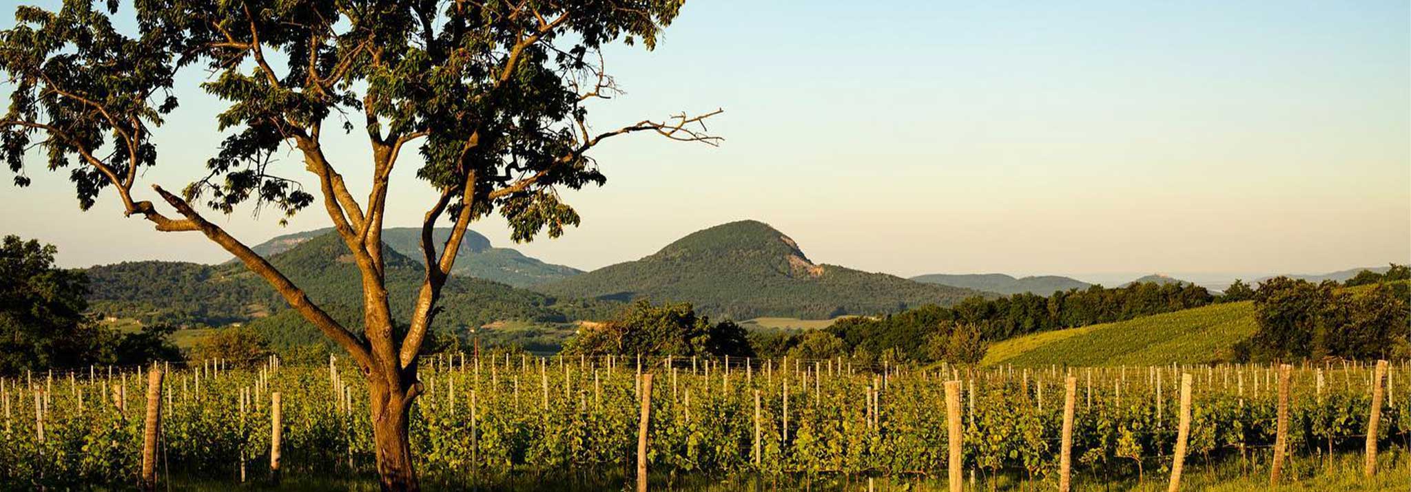 balassa-furmint-tokaji-hungury-vineyards