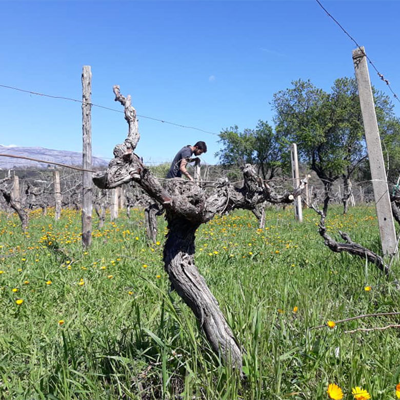 giuseppe-calabrese-vieilles-vignes-terre-di-cosenza-calabria-italia