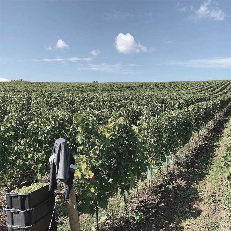 harvest-balassa-furmint-tokaji-hungury-vineyards