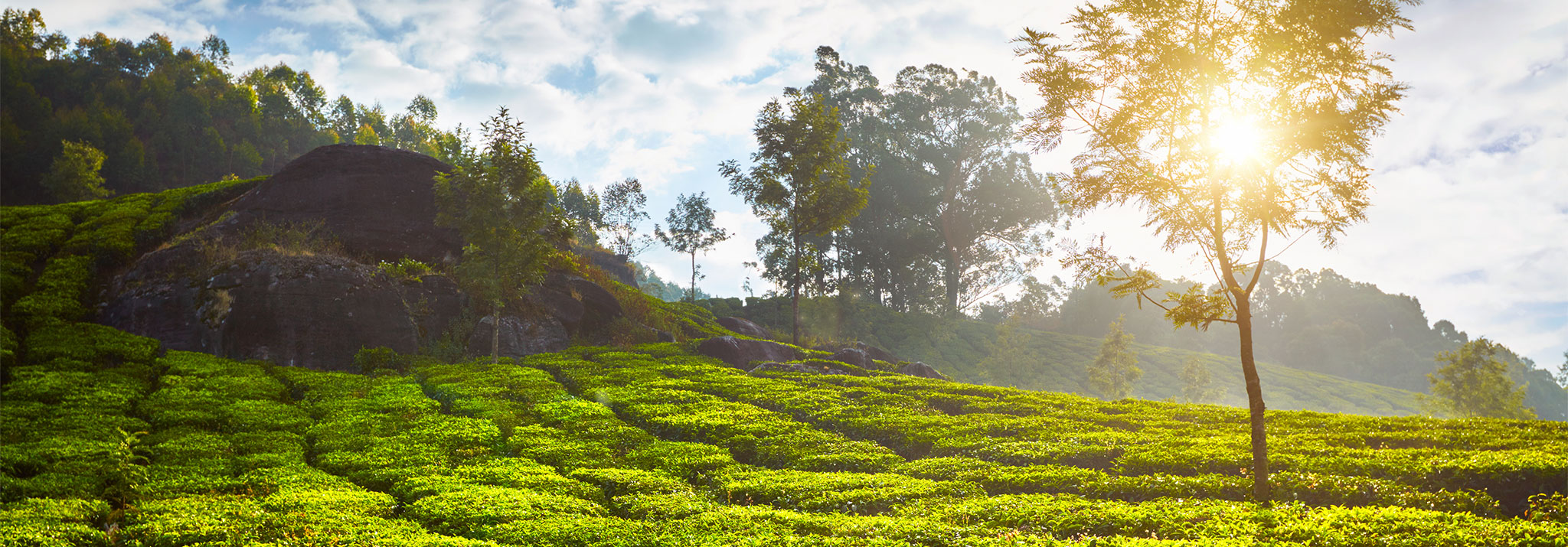 peak-spirits-gin-jiji-india-tee-darjeeling